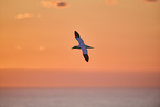 flying gannet