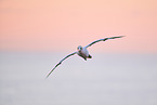 flying gannet