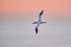 flying gannet