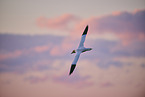 flying gannet