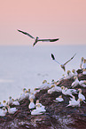 flying gannets