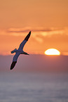flying gannet