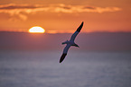 flying gannet