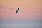 flying gannet