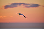 flying gannet