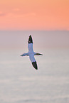 flying gannet
