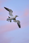 flying gannet