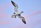 flying gannet