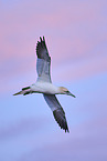 flying gannet