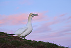 gannet