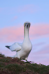 gannet