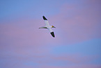 flying gannet