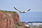 flying gannet