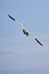 flying gannet