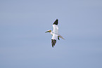 flying gannet