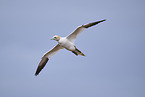 flying gannet