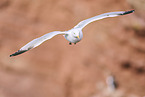 flying gannet