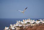 flying gannets