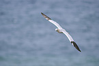 flying gannet