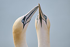 gannet portrait