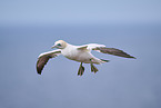 flying gannet