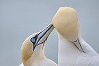 gannet portrait