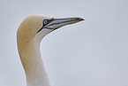 gannet portrait