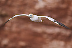 flying gannet