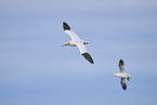 flying gannets