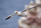 flying gannet