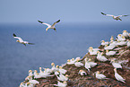 flying gannets