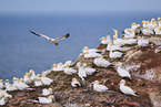 flying gannets