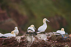 gannet