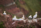 gannet