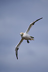 flying gannet