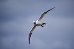 flying gannet