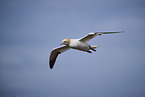 flying gannet