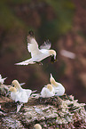 gannet