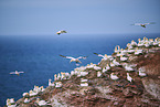 flying gannets