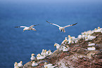 flying gannets