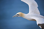 flying gannet