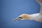 flying gannet