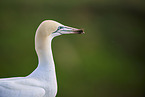gannet portrait