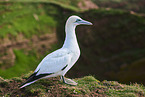 gannet