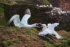 gannet