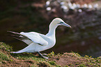 gannet