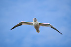 flying gannet