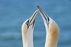gannet portrait