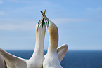gannet portrait