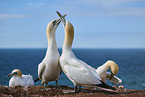 gannet